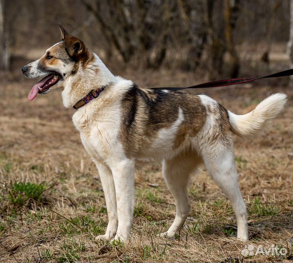 Рокси. Самая любвеобильная собака приюта