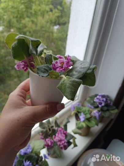Продам фиалки