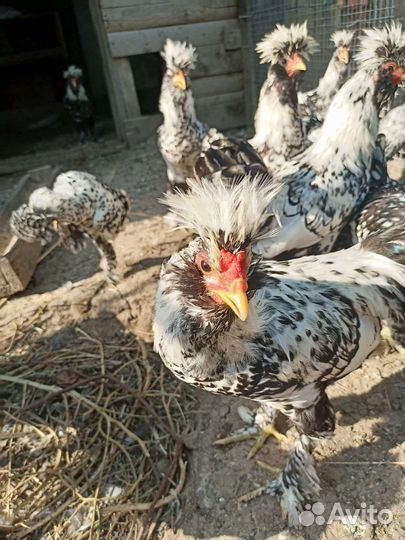 Павловская серебро