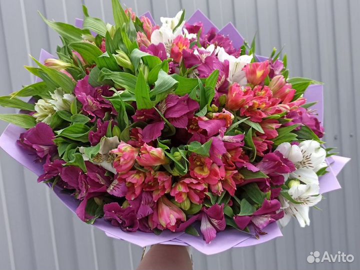 Альстромерия оптом и в розницу