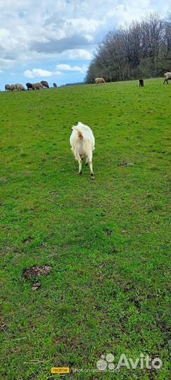 Дойные козы с козлятами