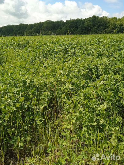 Сено клевер, разнотравье