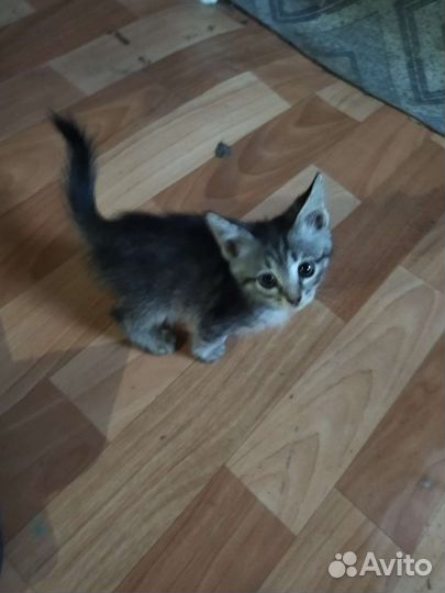 Кошки в добрые руки бесплатно