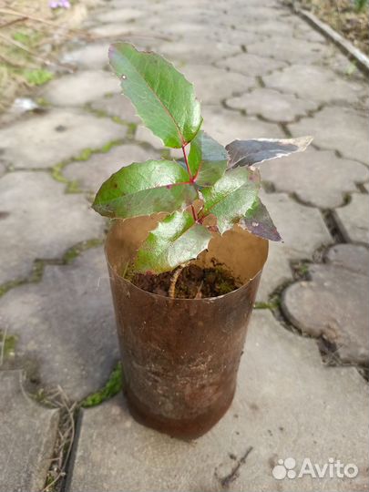 Магония падуболистная