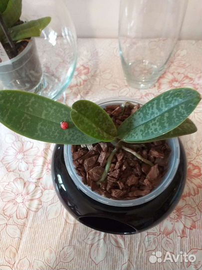 Горшок для цветов керамика