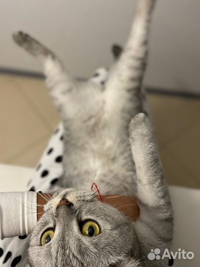 Обучение основам предоставления услуг передержки