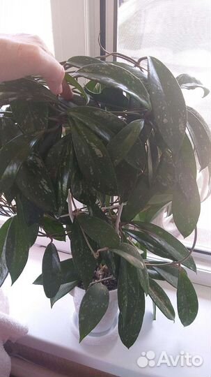 Хойя взрослая