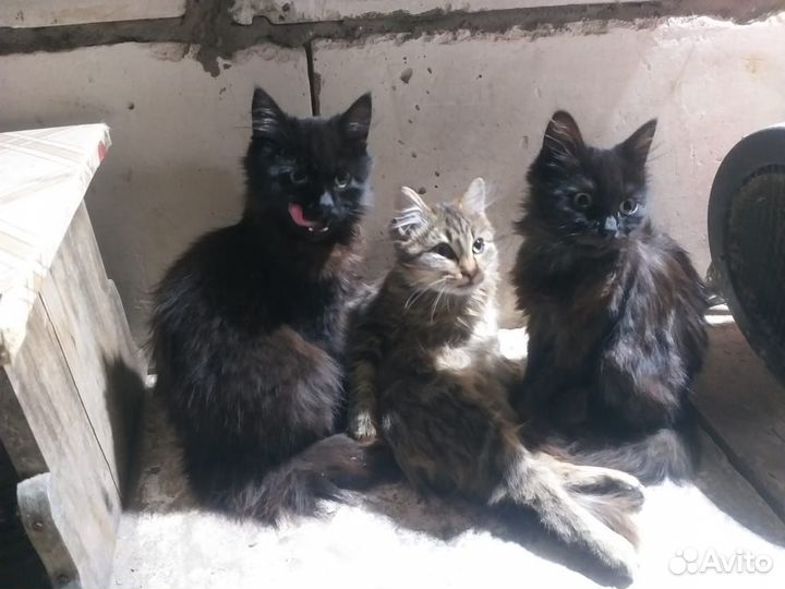 Котята в добрые руки