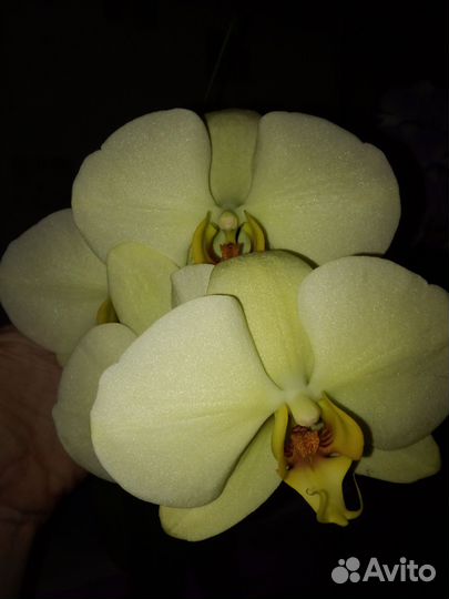 Орхидея «Star Green Beauty», Тайвань