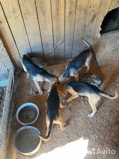 Продаются щенки