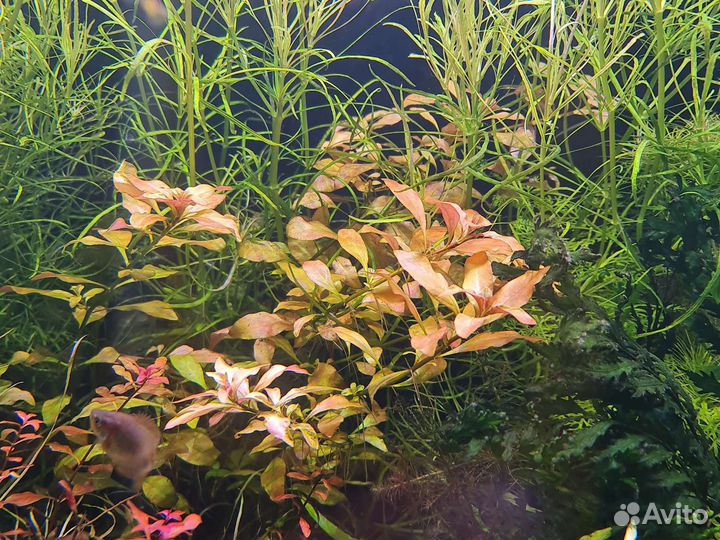 Аквариумные растения, прополка с травника