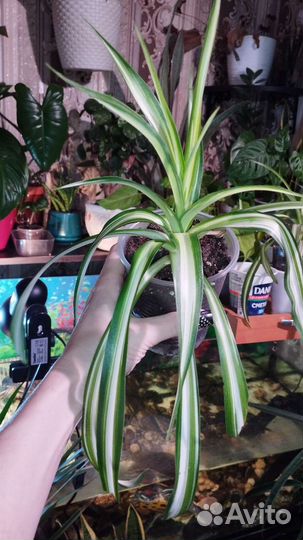 Хлорофитум полосатый,фильтр/очиститель воздуха