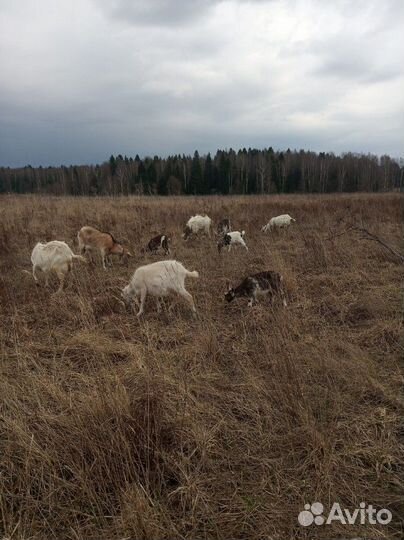 Козы- свиньи