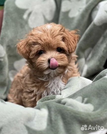 Мальтипу f1 мини. Maltipoo Baby face. Корея