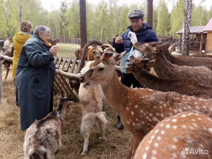 В гости к оленям