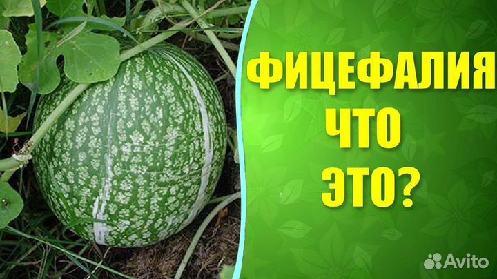 Тыква фацефалия