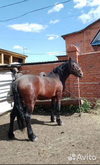 Продаётся жеребец