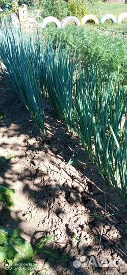 Помидоры домашние, лук зелёный