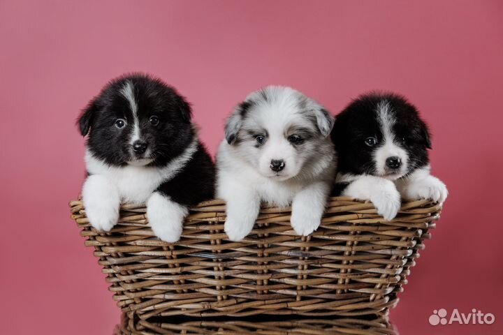 Бордер Колли