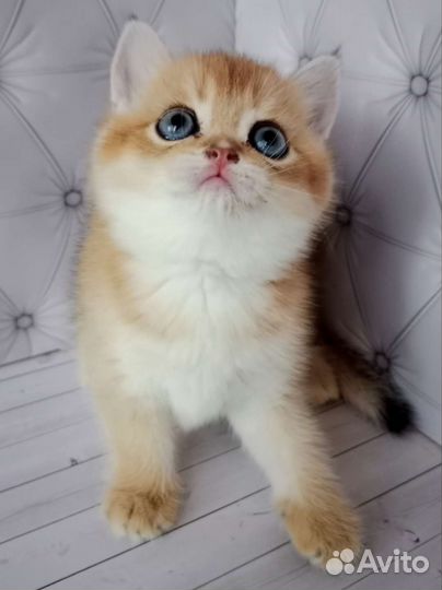 Шотландская