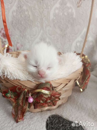 Котята мейн-кун