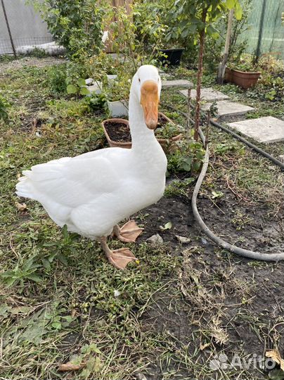 Чувашские племенные гуси пара