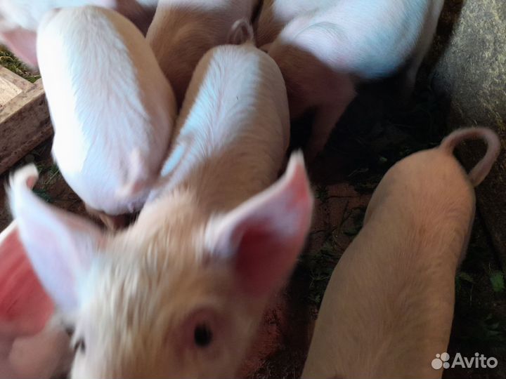 Домашние поросята