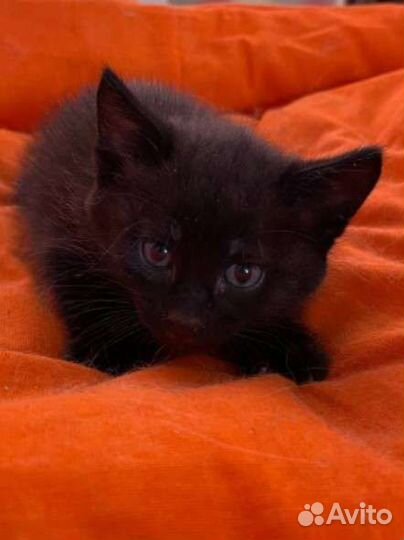 Кошка в дар бесплатно