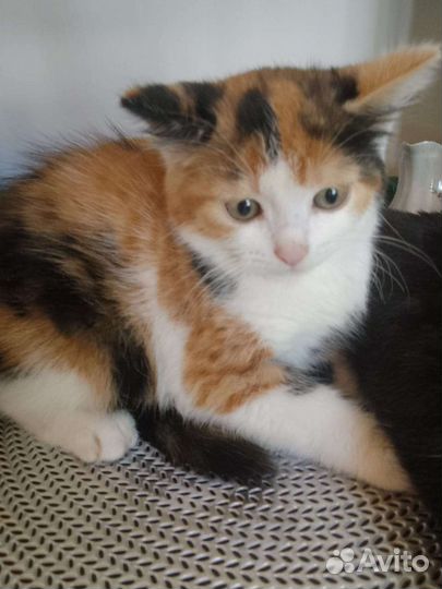 Котенок богатка