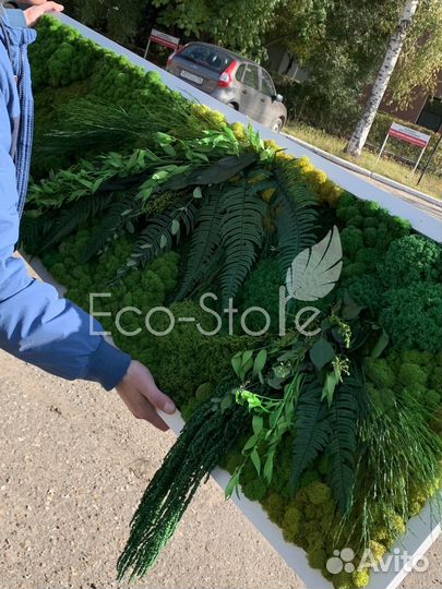 Картина со мхом в белой раме