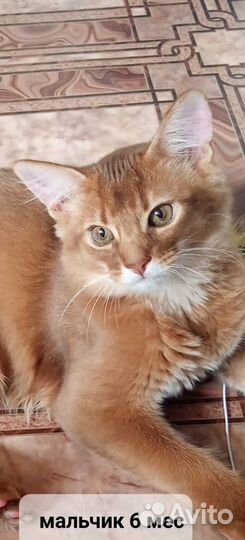 Сомалийские коты