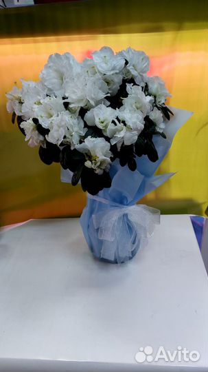 Азалия комнатная