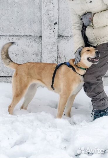 Молодая Санта из приюта в поисках дома