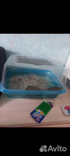 Водяные черпахи