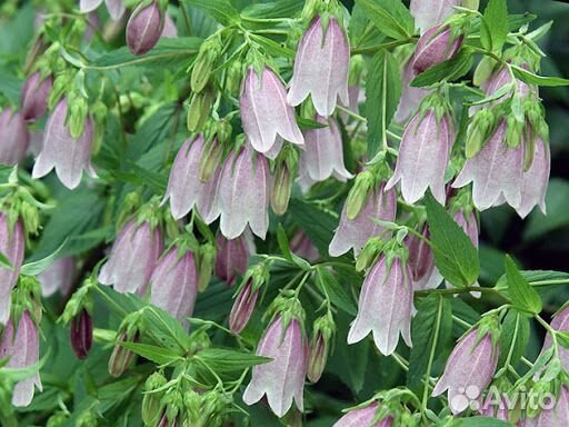 Колокольчик