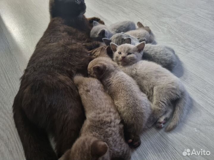 Британская кошка