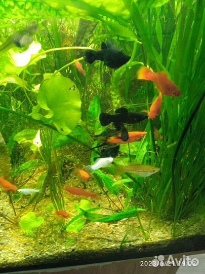 Аквариумные рыбки