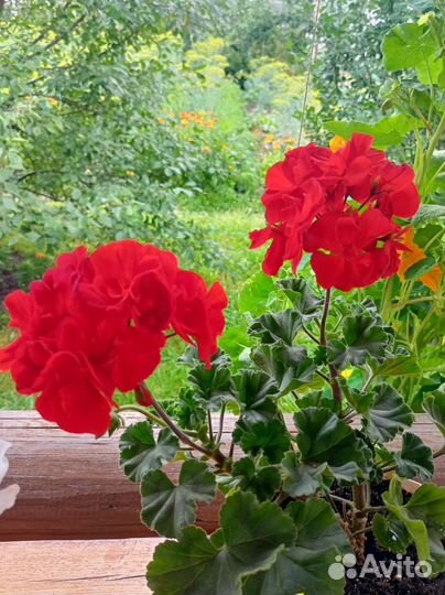 Пеларгонии