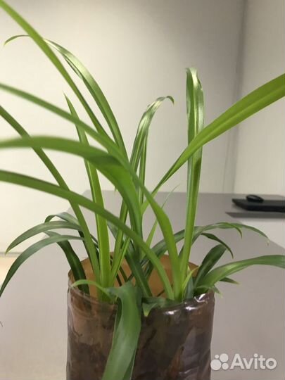 Хлорофитум