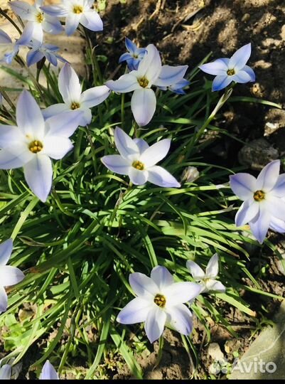 Ифейон растение