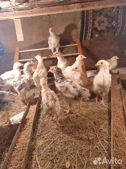 Куры молодки