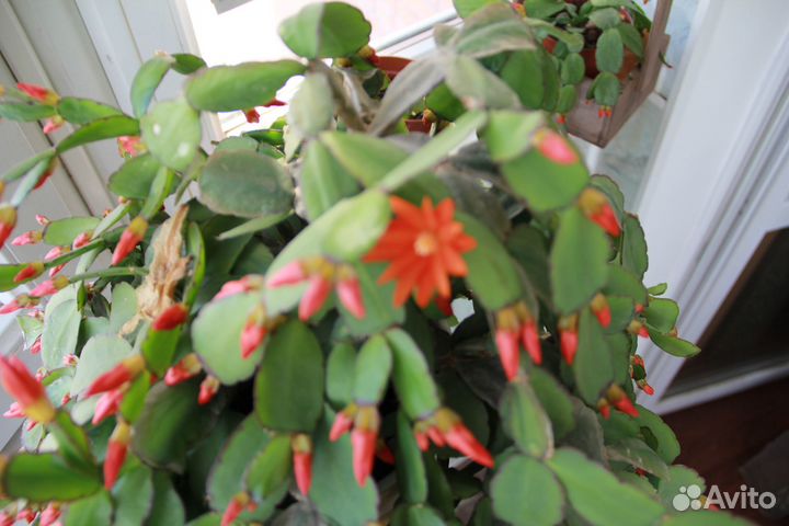 Цветок рипсалидопсиса (пасхальник коралловый)