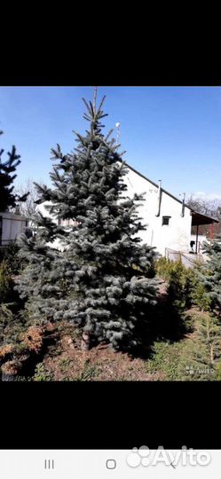 Ель голубая