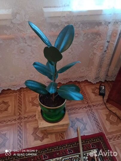 Фикус каучуконосный Куча