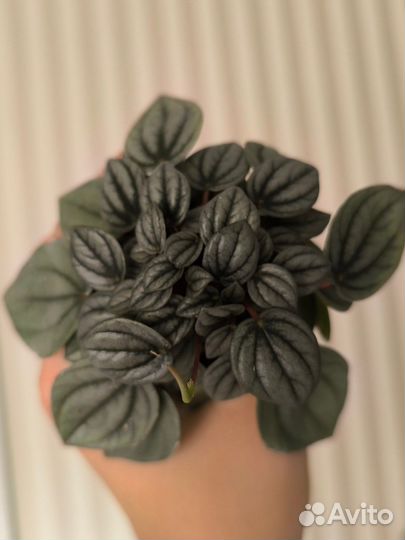 Пеперомия Наполи найт