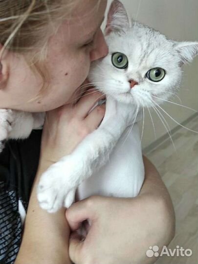 Стрижка кошек, котов с выездом