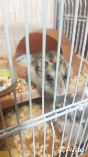 Джунгарский хомяк с клеткой