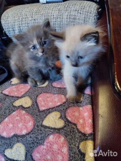 Отдам котят в добрые руки