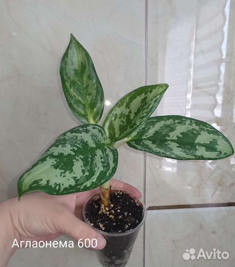Аглаонема цена на фото