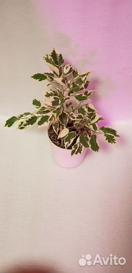 Фикус али грин голд и твилайт